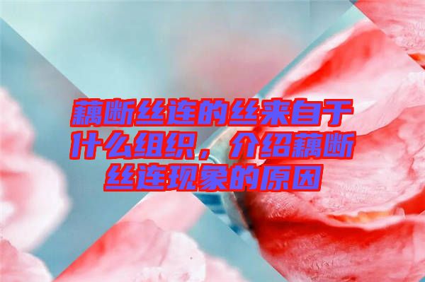 藕斷絲連的絲來自于什么組織，介紹藕斷絲連現(xiàn)象的原因