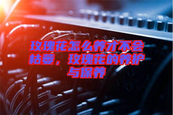 玫瑰花怎么養(yǎng)才不會(huì)枯萎，玫瑰花的養(yǎng)護(hù)與保養(yǎng)