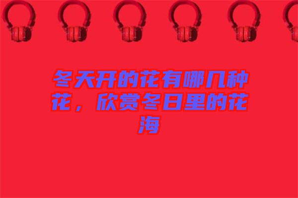 冬天開的花有哪幾種花，欣賞冬日里的花海