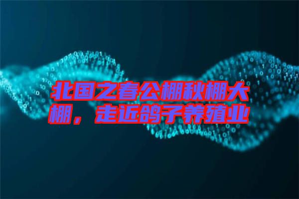 北國之春公棚秋棚大棚，走近鴿子養(yǎng)殖業(yè)